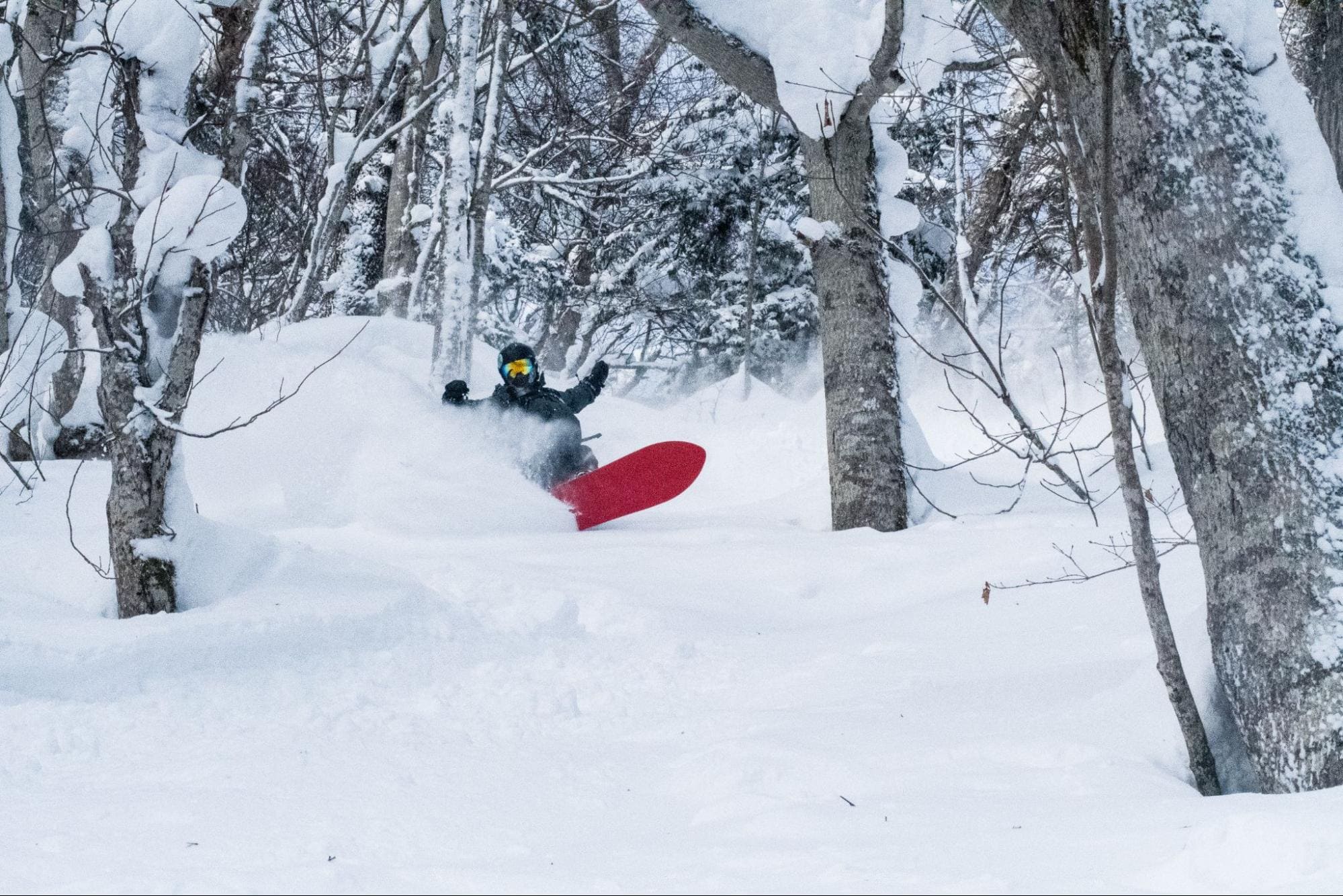 Snowboarder en nieve polvo profunda entre abedules